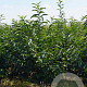 Castanea sativa 200-250 cm draadkluit meerstammig 160-180 cm diameter