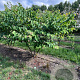 Cercis canadensis 250-300 cm draadkluit meerstammig 350-400 diameter