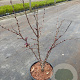 Cercis chinensis 'Avondale' 80-100 cm 20L