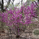 Cercis glabra 250-300 cm draadkluit meerstammig 350-400 diameter