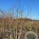 Cornus controversa 250-300 cm draadkluit struik 175-200 diameter