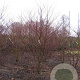 Cornus controversa 'Pagoda' 350-400 cm draadkluit struik 140-160 diameter