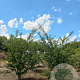 Crataegus laev. 'Plena' 250-300 cm draadkluit meerstammig 350-400 diameter