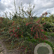 Crataegus monogyna 175-200 cm draadkluit meerstammig 200-250 diameter
