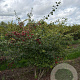 Crataegus monogyna 175-200 cm draadkluit meerstammig 200-250 diameter
