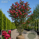Crataegus media 'Paul's Scarlet' 200-250 cm draadkluit meerstammig 160-180 cm diameter