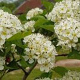 Crataegus persimilis 'Splendens' 175-200 cm draadkluit meerstammig 200-250 diameter