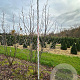 Davidia involucrata 250-300 cm draadkluit meerstammig 350-400 diameter