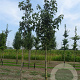Davidia involucrata 500-550 cm draadkluit meerstammig 400-450 diameter