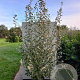 Elaeagnus 'Quicksilver' 250-300 cm draadkluit struik 175-200 diameter