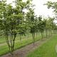 Fagus sylvatica 400-450 cm draadkluit meerstammig 200-250 diameter