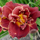 Hemerocallis 'Night Embers' GM P9