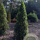Ilex aq. 'Pyramidalis' 250-300 cm draadkluit struik 175-200 diameter
