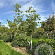 Juglans regia 250-300 cm draadkluit meerstammig 350-400 diameter