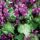 Lamium mac. 'Beacon Silver' GM P9