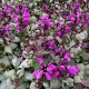 Lamium mac. 'Beacon Silver' GM P9