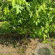 Liquidambar styraciflua 250-300 cm draadkluit meerstammig