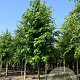 Liquidambar styraciflua 500-550 cm draadkluit meerstammig 400-450 diameter