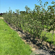 Malus 'Evereste' 175-200 cm draadkluit meerstammig