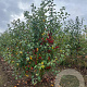 Malus 'Evereste' 175-200 cm draadkluit meerstammig