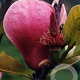 Magnolia 'Joe McDaniel' 500-550 cm draadkluit meerstammig 400-450 diameter