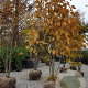 Magnolia kobus 200-250 cm draadkluit meerstammig 160-180 cm diameter