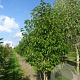 Magnolia kobus 500-550 cm draadkluit meerstammig 400-450 diameter