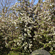 Malus 'Professor Sprenger' 400-450 cm draadkluit meerstammig 200-250 diameter