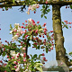 Malus 'Professor Sprenger' 450-500 cm draadkluit meerstammig 200-250 diameter