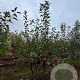 Malus 'Red Sentinel' 175-200 cm draadkluit meerstammig 200-250 diameter