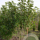 Magnolia soulangeana 175-200 cm draadkluit meerstammig 200-250 diameter