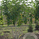 Magnolia soulangeana 175-200 cm draadkluit meerstammig 200-250 diameter