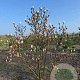 Magnolia soulangeana 200-250 cm draadkluit meerstammig 160-180 cm diameter