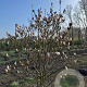 Magnolia soulangeana 200-250 cm draadkluit meerstammig 160-180 cm diameter