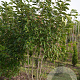 Magnolia soulangeana 200-250 cm draadkluit meerstammig 160-180 cm diameter