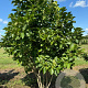 Magnolia soulangeana 200-250 cm draadkluit meerstammig 160-180 cm diameter