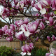 Magnolia soul. 'Rustica Rubra' 200-250 cm draadkluit meerstammig 160-180 cm diameter