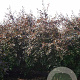 Malus toringo 'Freja' 400-450 cm draadkluit meerstammig 200-250 diameter