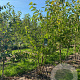 Morus alba 550-600 cm draadkluit meerstammig 400-500 diameter