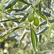 Olea europaea 250-300 cm draadkluit struik 175-200 diameter