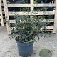 Osmanthus burkwoodii 40-60 cm 7,5L