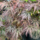 Acer pal. 'Musashino' 175-200 cm cont. 80L