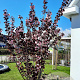 Prunus cer. 'Nigra' 200-250 cm draadkluit meerstammig 160-180 cm diameter