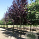 Prunus cer. 'Nigra' 450-500 cm draadkluit meerstammig 200-250 diameter