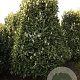 Prunus l. 'Reynvaanii' 250-300 cm draadkluit struik 175-200 diameter