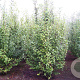 Prunus padus 250-300 cm draadkluit meerstammig