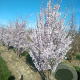 Prunus 'Pandora' 450-500 cm draadkluit meerstammig 200-250 diameter