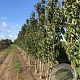 Prunus ser. 'Amanogawa' 200-250 cm draadkluit meerstammig 160-180 cm diameter
