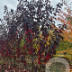 Prunus ser. 'Royal Burgundy' 250-300 cm draadkluit meerstammig 350-400 diameter