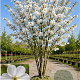Prunus ser. 'Taihaku' 450-500 cm draadkluit meerstammig 200-250 diameter